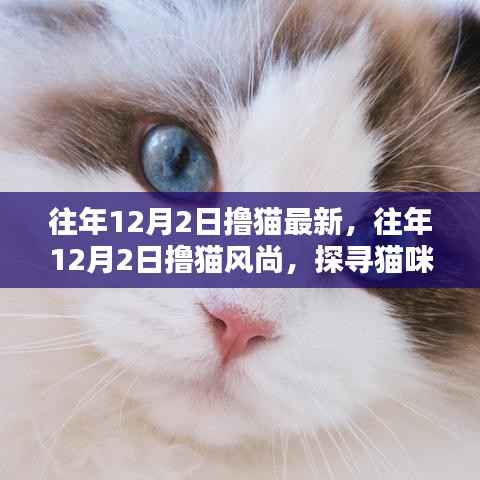 探寻猫咪热潮,往年12月2日撸猫风尚的独特魅力与最新动态