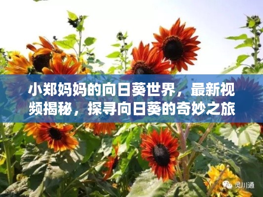 小郑妈妈的向日葵世界,最新视频揭秘,探寻向日葵的奇妙之旅!